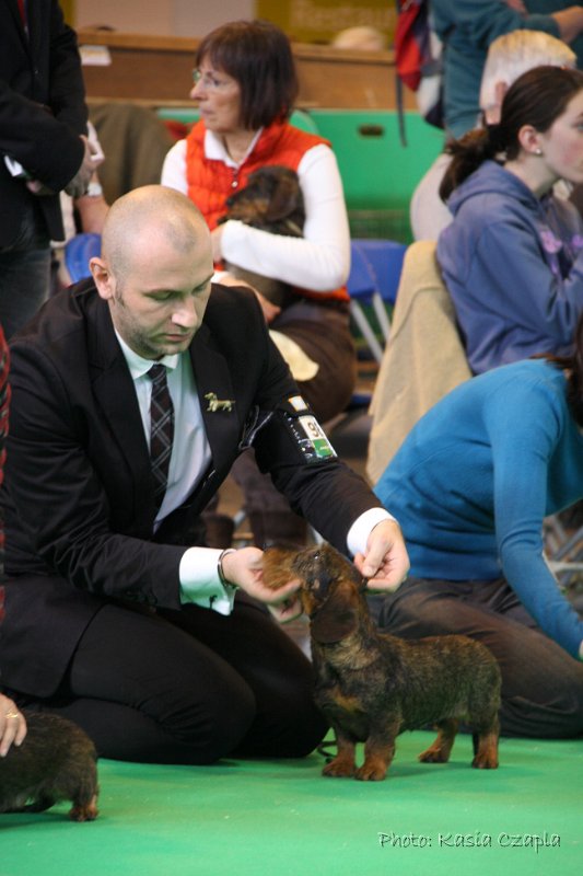 Crufts2010 655.jpg